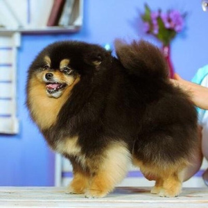 Photo №3. Toilettage des chiens et des chats à partir de 1000 roubles. en Fédération de Russie