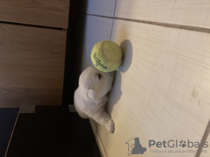 Photo №3. Teters écossais à vendre. Lituanie