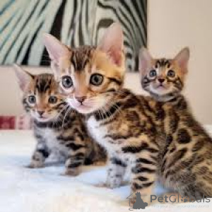 Photo №1. bengal - à vendre en ville de Espoo | 500€ | Annonce № 171030