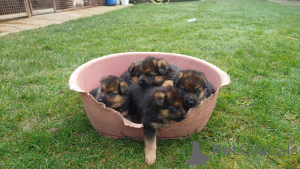 Photo №1. berger allemand - à vendre en ville de Aalter | négocié | Annonce №164903