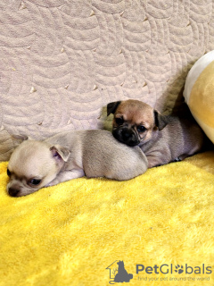 Photos supplémentaires: Mini Chihuahua type Cobby à vendre en Géorgie.