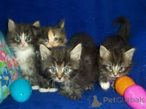 Photo №1. chat des forêts norvégiennes - à vendre en ville de Espoo | 580€ | Annonce № 164326