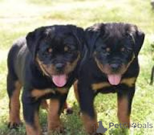 Photo №3. Lindos cachorros Rottweiler en vente. Portugal