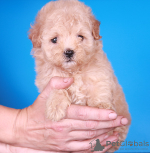 Photos supplémentaires: Chiots Maltipoo F1