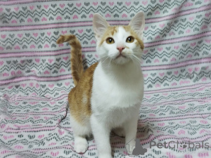 Photo №1.  - à vendre en ville de Minsk | Gratuit | Annonce № 157454