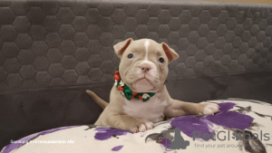 Photo №4. Je vais vendre american bully en ville de Riga. annonce privée - prix - 1500€