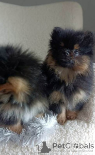 Photo №3. Chiots Spitz miniatures. Serbie