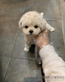 Photo №3. Chiots Maltipoo à la recherche d'une nouvelle maison Business Whatsapp ;. La finlande