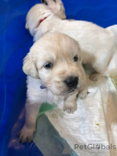 Photo №1. golden retriever - à vendre en ville de État du Mississippi | 531€ | Annonce №147418