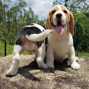 Photo №2 de l'annonce № 86078 de la vente beagle - acheter à La Grande-Bretagne annonce privée