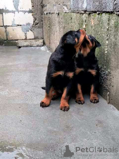 Photo №3. Chiots rottweilers. Serbie