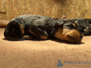 Photo №1. airedale terrier - à vendre en ville de Pleszew | 750€ | Annonce №123253