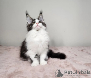 Photo №1. maine coon - à vendre en ville de Cincinnati | 331€ | Annonce № 110709