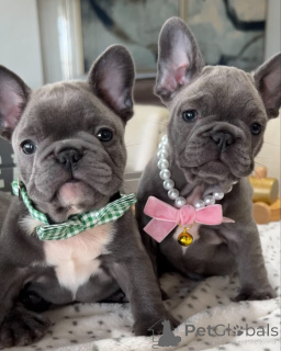 Photo №1. bouledogue - à vendre en ville de Augsbourg | négocié | Annonce №158243