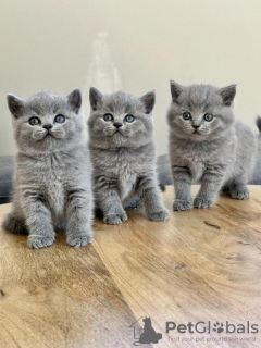 Photo №1. british shorthair - à vendre en ville de Cologne | 250€ | Annonce № 122584