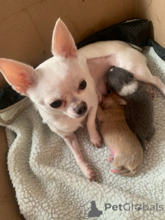 Photo №1. chien bâtard - à vendre en ville de Innsbruck | 375€ | Annonce №143480