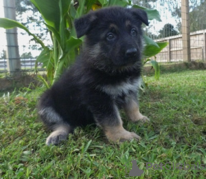 Photo №1. berger allemand - à vendre en ville de Гамбург | 200€ | Annonce №124492