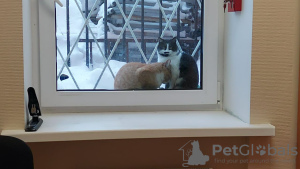 Photos supplémentaires: Le tendre minou Busya cherche une bonne maison !