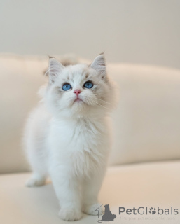 Photo №3. Chaton de ragdoll aux yeux bleus à la recherche d'une nouvelle famille. Allemagne