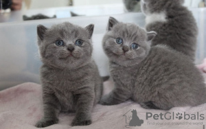 Photo №1. british shorthair - à vendre en ville de Berlin | 237€ | Annonce № 104189