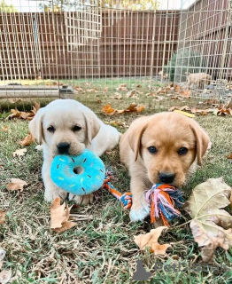 Photo №2 de l'annonce № 136352 de la vente golden retriever - acheter à Allemagne éleveur