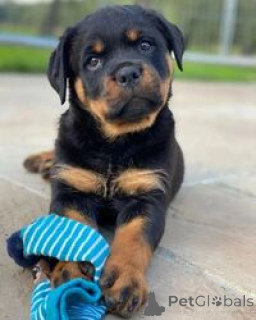 Photo №2 de l'annonce № 169453 de la vente rottweiler - acheter à Malte éleveur
