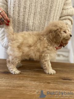 Photo №2 de l'annonce № 127979 de la vente caniche (jouet) - acheter à Pologne éleveur