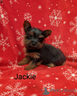 Photo №3. Adorables chiots Yorkiepoo. Allemagne