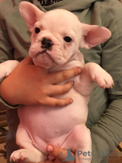 Photo №3. Porteurs de chiots bouledogue français lilas. Fédération de Russie