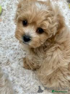 Photo №2 de l'annonce № 157249 de la vente maltipu - acheter à Allemagne annonce privée, éleveur