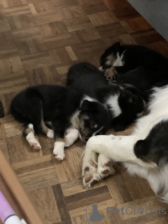 Photo №3. Description du chiot Charmante Border Collie. Belgique