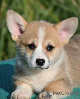 Photo №3. Chiots Welsh Corgi Pembroke. Serbie