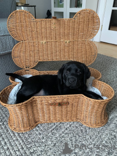 Photo №4. Je vais vendre labrador retriever en ville de Alavus. annonce privée - prix - 630€