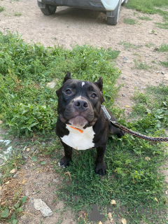 Photo №2 de l'annonce № 13077 de la vente american bully - acheter à Fédération de Russie 