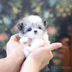 Photo №3. Puppies Maltipoo Nu Klaar Om Te Gaan. Allemagne
