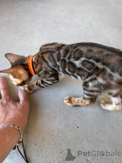Photo №2 de l'annonce № 173644 de la vente bengal - acheter à France 