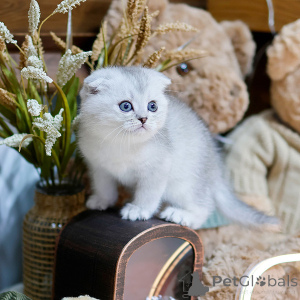 Photo №2 de l'annonce № 158648 de la vente scottish fold - acheter à France annonce privée