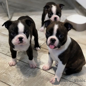 Photo №3. D'étonnants chiots Boston Terrier disponibles maintenant pour des foyers aimants. USA