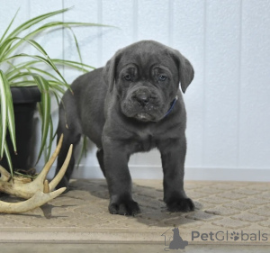 Photo №1. cane corso - à vendre en ville de Alavus | 581€ | Annonce №166093