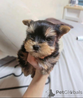 Photo №2 de l'annonce № 159463 de la vente yorkshire terrier - acheter à La finlande 