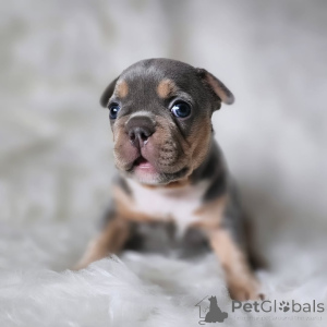 Photo №3. Bouledogue français unique 2500. France