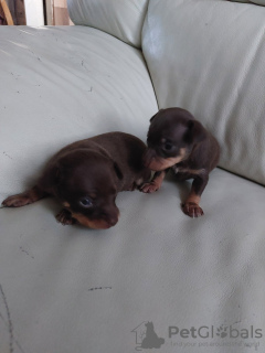 Photo №2 de l'annonce № 40387 de la vente petit chien russe - acheter à Estonie annonce privée