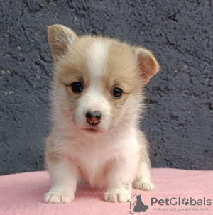 Photo №4. Je vais vendre welsh corgi en ville de Bačka Topola. éleveur - prix - négocié