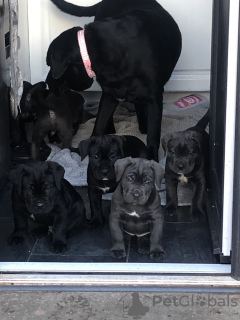 Photo №2 de l'annonce № 103373 de la vente cane corso - acheter à USA 