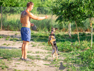 Photo №4. Je vais vendre chien bâtard en ville de Rivière moscou. annonce privée - prix - Gratuit