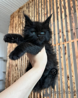 Photo №2 de l'annonce № 169925 de la vente maine coon - acheter à Allemagne éleveur