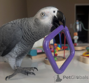Photo №3. Hola, Gracias por su interés en nuestros loros. Nous tenons actuellement à nous. Espagne
