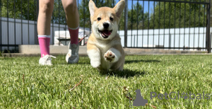 Photos supplémentaires: Chiots Welsh Corgi Pembroke