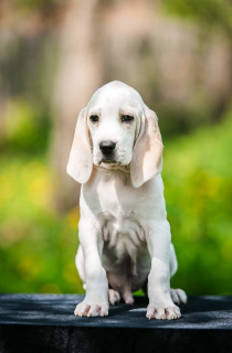 Photos supplémentaires: Porselin chiots de ce qu'il est monde