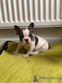 Photo №1. bouledogue - à vendre en ville de Berlin | Gratuit | Annonce №101845